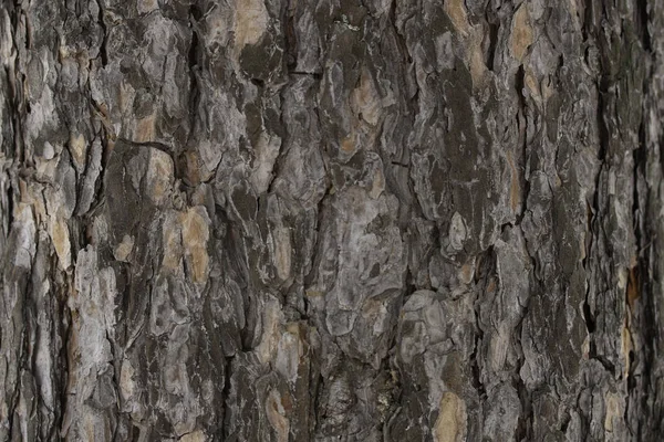 Pine träd bark textur makro — Stockfoto