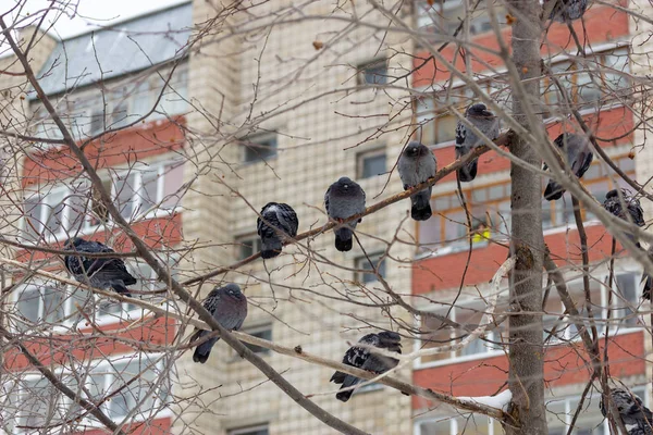 Piccione sul ramo appollaiato nel pomeriggio invernale . — Foto Stock