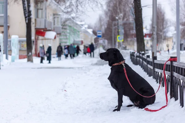 The dog is sad, waiting for the owner. Winter. Snow.