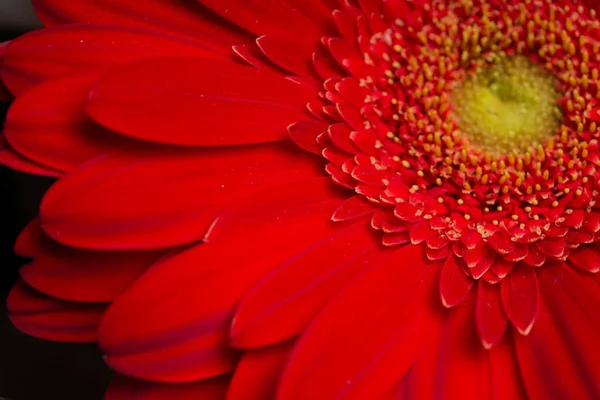 Gerbera flower. Macro shot of the petals — Stock Photo, Image