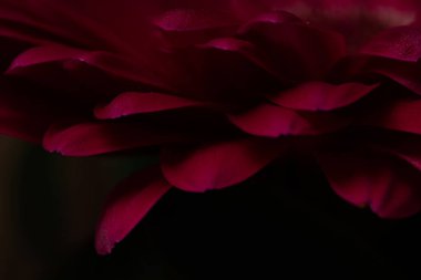 Gerbera flower. Macro shot of the petals.