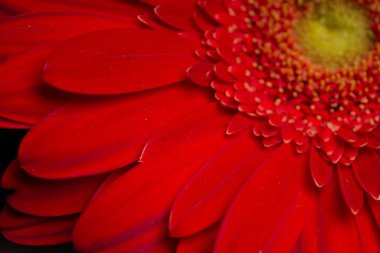 Gerbera flower. Macro shot of the petals.