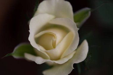 Bulanık arka planlı Bud beyaz çay gülleri