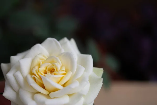 Tea rose closeup top view of a white and cream color — Stock Photo, Image