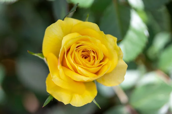 Bud yellow tea rose closeup on blurred backgroun close. — Stock Photo, Image