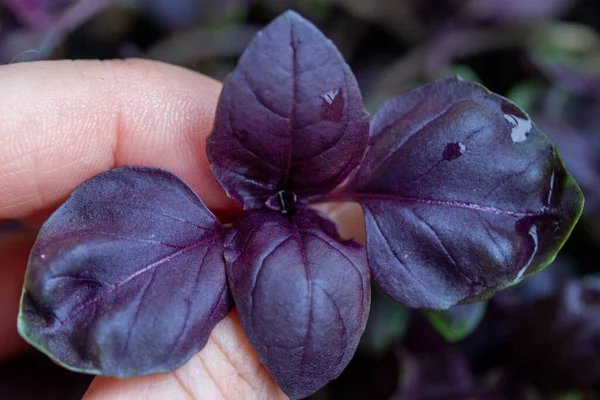 purple Basil in the hands closeup top view, top view