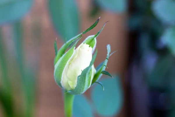 White unopened rose Bud closeup with blurred background. — Stock Photo, Image