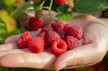 Palmiye üzerinde ahududu olgun çilek