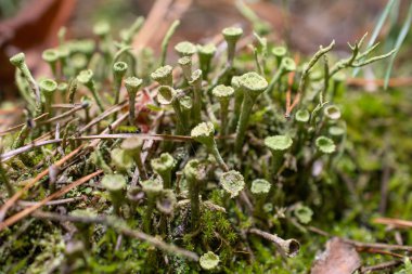 Ağaç kökü üzerinde orman yosunu
