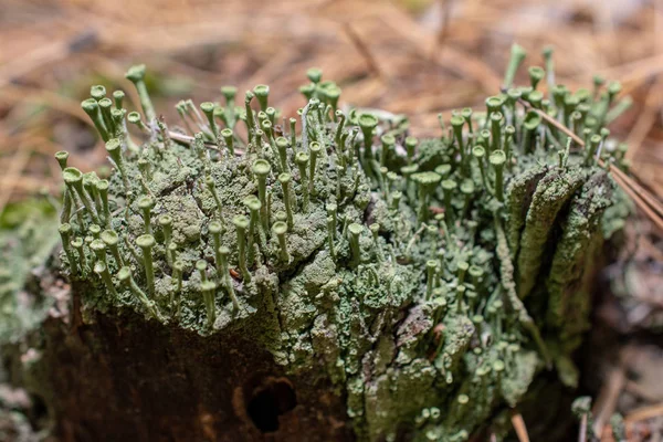 Waldmoos Auf Einem Baumstumpf — Stockfoto