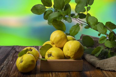 Renkli bir arka planda ahşap bir kutuda olgun ayva. Kırsal tarzda yapraklarla.