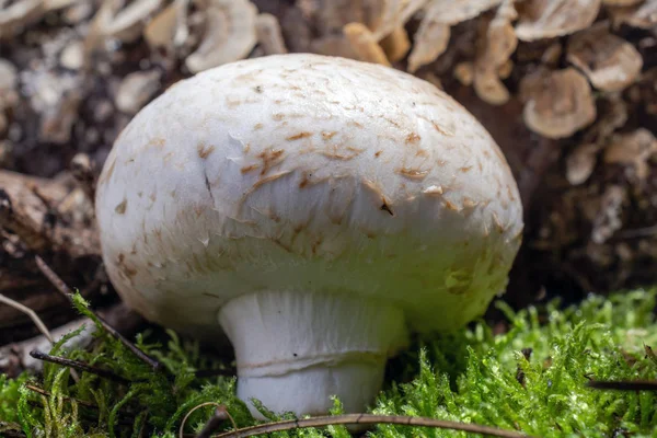 Funghi Vicino Muschio Foresta Verde Succoso — Foto Stock