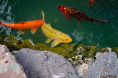 Çeşitli renklerde Japon balıklarının olduğu bir gölet kayalık bir sahil tarafından çerçevelenir.