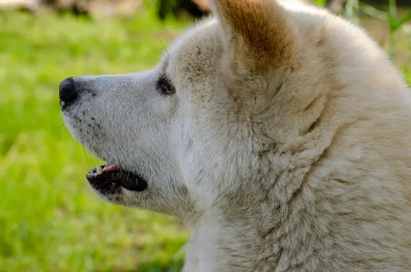 Psí Plemeno Akita Inu Detail Portrét — Stock fotografie