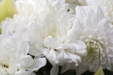 Kasımpatı çiçeği makroyu kapat