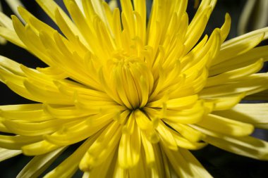 Kasımpatı çiçeği makroyu kapat