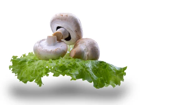 Frische Pilze Auf Grünem Salat Weiß Isolierter Hintergrund Nahaufnahme — Stockfoto