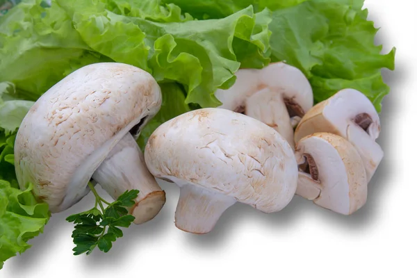 生菜上的新鲜蘑菇 白色隔热背景 — 图库照片