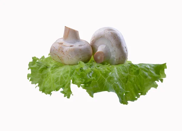 Dois cogumelos em uma folha de alface, fundo isolado branco — Fotografia de Stock
