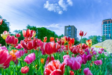 Mavi gökyüzü karşı kırmızı, mor ve Sarı laleler