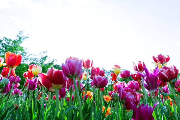 Red, yellow and pink tulips aganst isolated sky