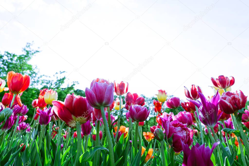 Red, yellow and pink tulips aganst isolated sky