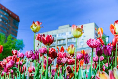 Kırmızı, sarı ve Pembe Lale bir binaların zemin karşı