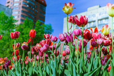 Kırmızı, sarı ve Pembe Lale bir binaların zemin karşı