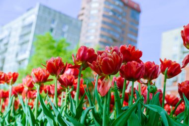 Bir binaların zemin karşı kırmızı lale