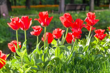 Güzel kırmızı lale Park ile güneş ışığına karşı bac bulanıklık