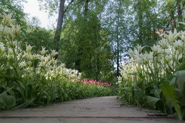Güzel Beyaz Lale parkta tek başına yol büyüyen. Düşük p