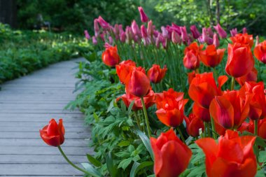 Kırmızı lale ile t yol boyunca büyüyen arka plan bulanıklık