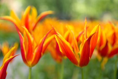 Güzel kırmızı turuncu laleler, Lale alanı ile arka plan bulanıklık