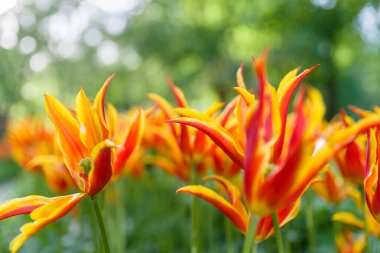 Güzel kırmızı turuncu laleler, Lale alanı ile arka plan bulanıklık