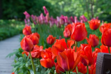 Kırmızı lale ile t yol boyunca büyüyen arka plan bulanıklık