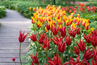 Backgrou üzerinde bulanık Sarı laleler ile güzel kırmızı lale