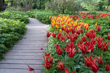 Backgrou üzerinde bulanık Sarı laleler ile güzel kırmızı lale