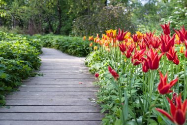 Backgrou üzerinde bulanık Sarı laleler ile güzel kırmızı lale
