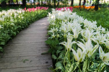 Güzel Beyaz Lale parkta tek başına yol büyüyen.