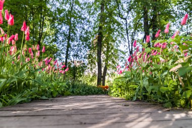 Her iki tarafta büyüyen Lale parkta bir yol