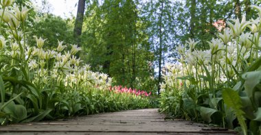 Güzel Beyaz Lale parkta tek başına yol büyüyen. Düşük p
