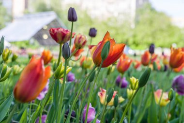 Güzel ank mor pembe, Sarı laleler, Lale alanı ile blu
