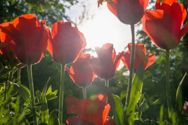 Mooie rode tulpen tegen zonlicht in het park — Stockfoto