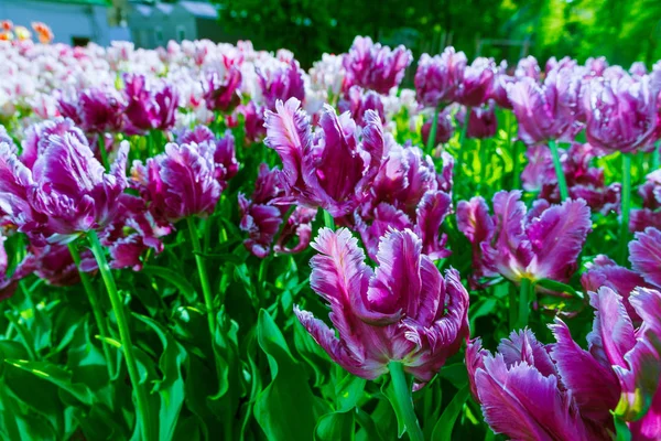 Mooie paarse tulpen in tulp veld met wazig achtergrond — Stockfoto
