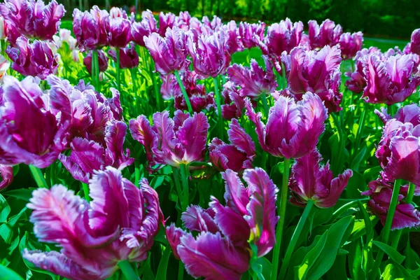 Mooie paarse tulpen in tulp veld met wazig achtergrond — Stockfoto