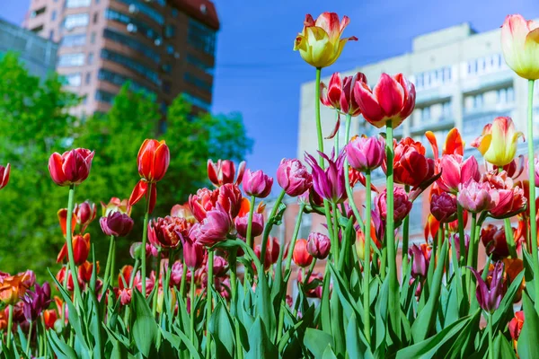 Kırmızı, sarı ve Pembe Lale bir binaların zemin karşı