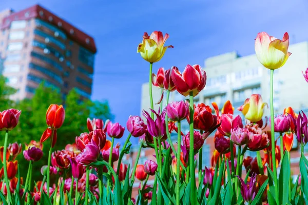 Kırmızı, sarı ve Pembe Lale bir binaların zemin karşı