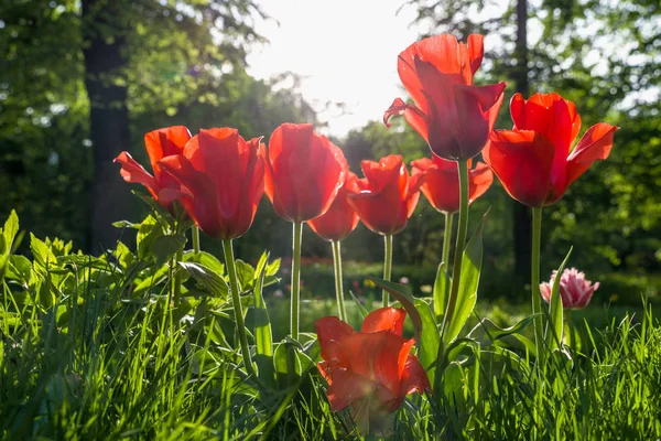 Beautiful red tulips against  sunlight in the park — Stock Photo, Image