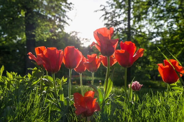 Mooie rode tulpen tegen zonlicht in het park — Stockfoto