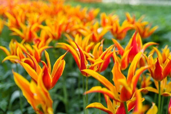 Güzel kırmızı turuncu laleler, Lale alanı ile arka plan bulanıklık